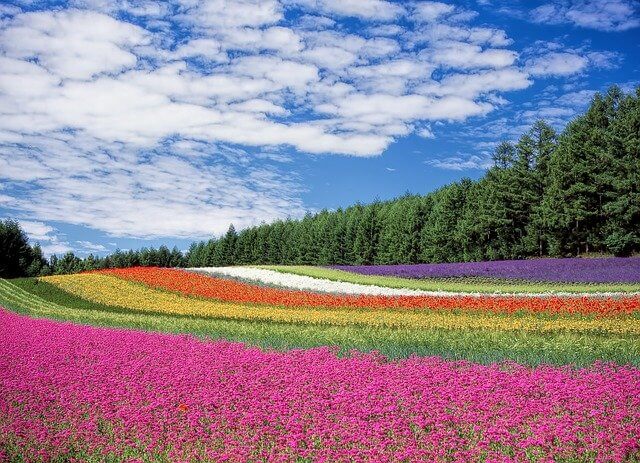 青空と色とりどりの花の絨毯と樹木の写真