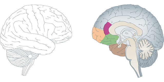 器官ごとに分かれた脳の解剖図のイラスト