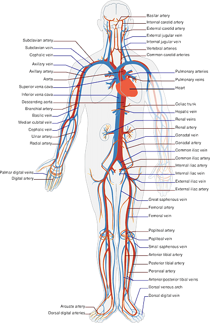 全身の臓器・血管の名称を表すイラスト