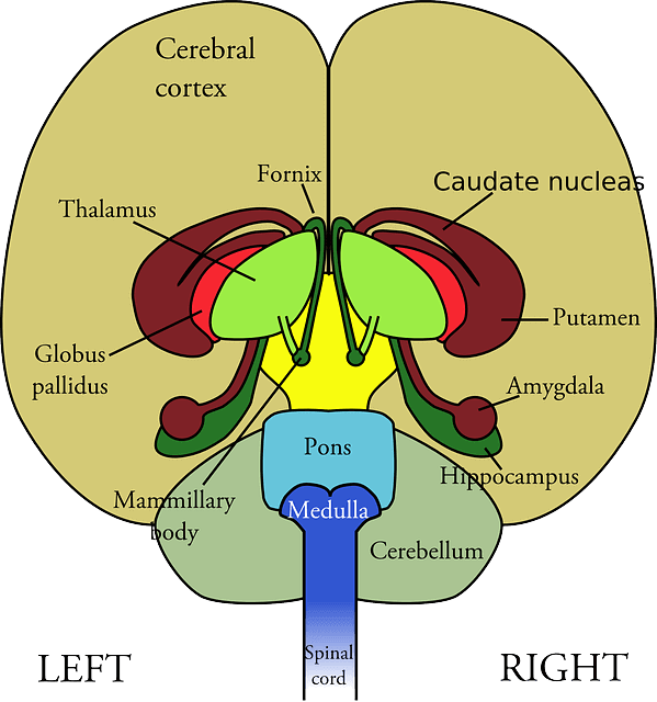 脳の各器官の名称を表記した断面図のイラスト