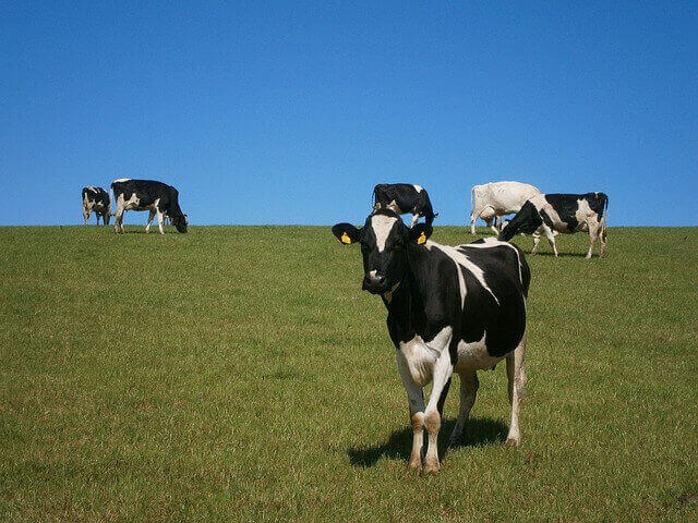青空の下で放牧されてる牛の写真