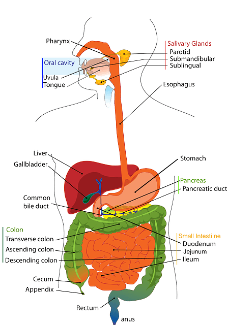 英語表記で説明された消化器官のイラスト 