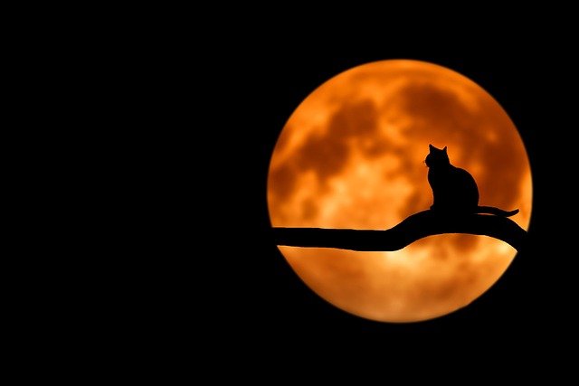 月に浮かぶ木の枝に乗る猫