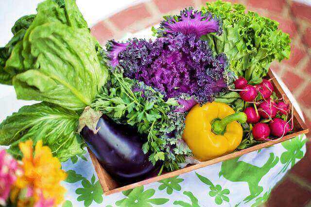色とりどりの摂りたての夏野菜の写真