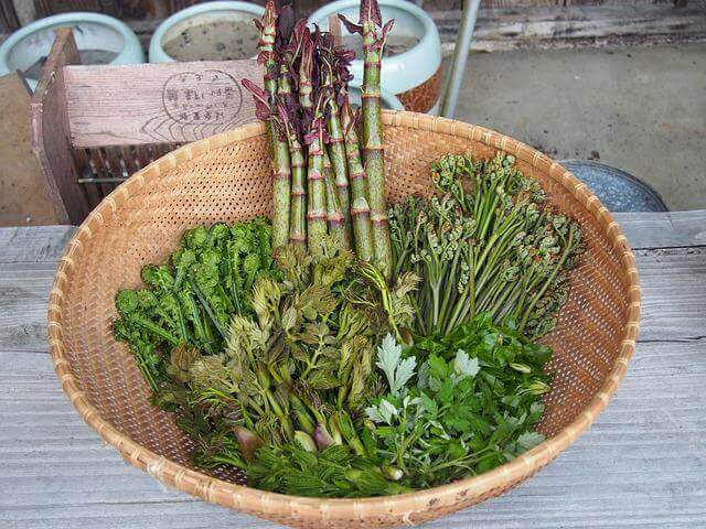 ザルに盛られた天然の植物山菜の写真