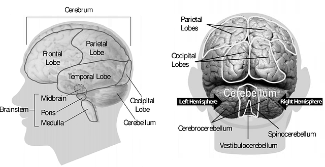 脳解剖図のイラスト